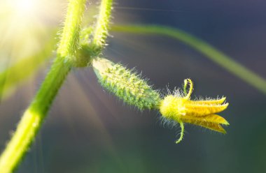 Genç taze organik sebzelerin açtığı yumurtalıklar, tarlada salatalık yetiştirmek. İlkbahar tarım geçmişi