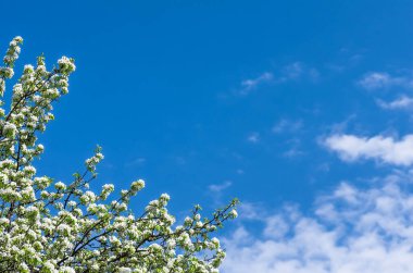 Mavi gökyüzü ve buluta karşı bir armut ağacının çiçeği, bahar günü, arka plan