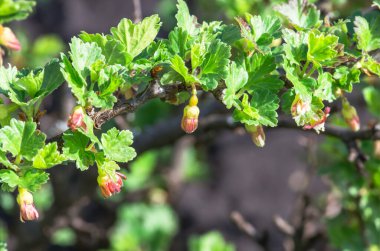 Çiçekler bektaşi üzümü bahçedeki çalıların üzerinde çiçek açıyor, doğa arka planında.