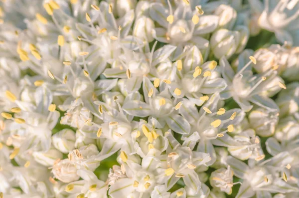 Krásné Květy Cibule Roste Jaře Poli Detailní Záběr Zemědělské Přírodní — Stock fotografie