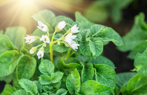 春天里盛开的马铃薯白花 是农业的天然底蕴 — 图库照片