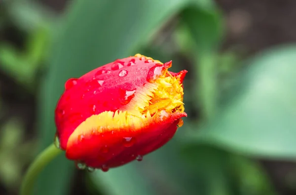 Skupina Červených Tulipánů Parku Detailní Záběr Jarní Krajina — Stock fotografie