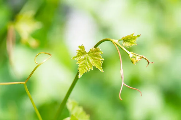 Delikatne Młode Zielone Liście Winogron Wąsy Winorośli Wiosnę Zbliżenie Wiosenne — Zdjęcie stockowe