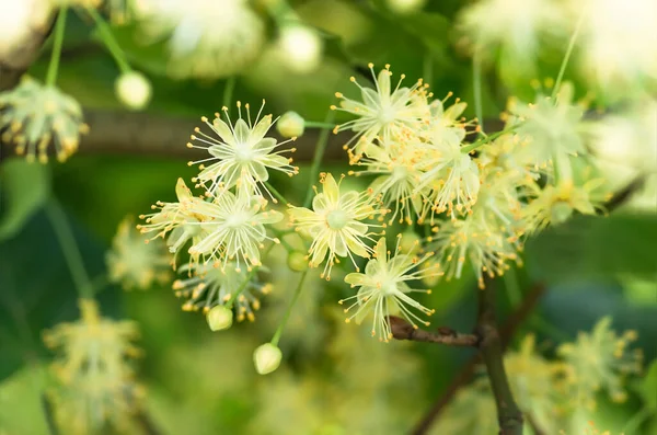 Flowers Blossoming Tree Linden Wood Used Preparation Healing Tea Natural — Stock Photo, Image