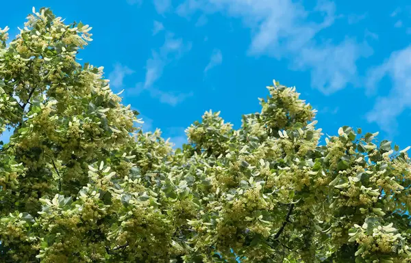 Fleurs Floraison Arbre Tilleul Bois Contre Ciel Bleu Nuage Utilisé — Photo