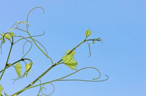 Young Green Tender Leaves Grapes Background Blue Sky Spring — Stock Photo, Image