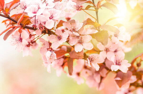 delicate flowers and young leaves of cherry wood sakura, closeup, spring background