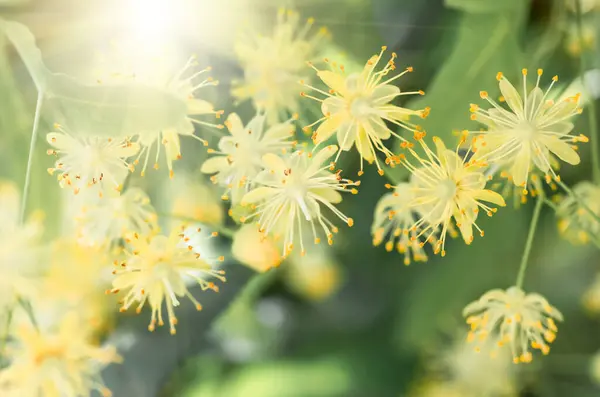 Flowers Blossoming Tree Linden Wood Used Preparation Healing Tea Natural — Stock Photo, Image