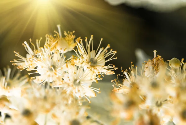Квіти Цвітуть Деревом Липи Використовуються Приготування Цілющого Чаю Природного Фону — стокове фото
