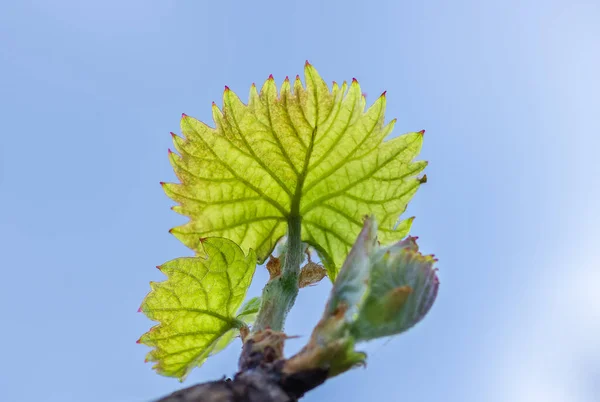 Junge Grüne Zarte Traubenblätter Vor Blauem Himmel Frühling — Stockfoto