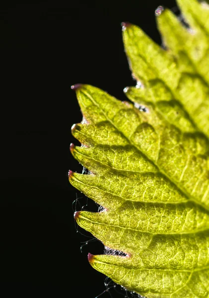 Gentle Young Green Grape Leaf Closeup Black Background — Stock Photo, Image