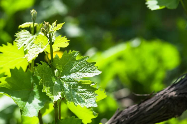 Hojas Uva Verde Joven Suave Primavera Primer Plano Fondo Natural — Foto de Stock