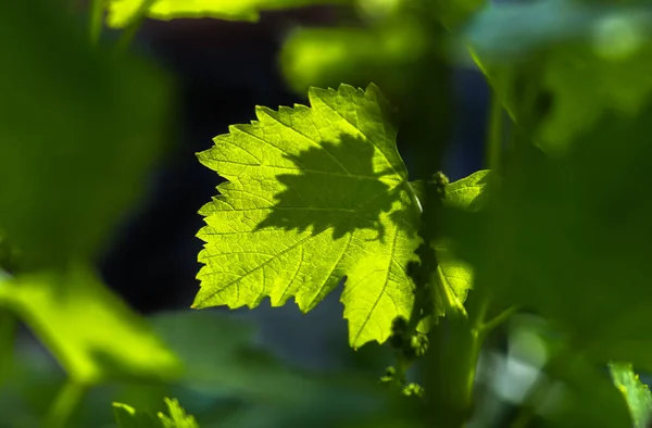 Delikatne Młode Zielone Liście Winogron Wiosnę Zbliżenie Naturalne Tło — Zdjęcie stockowe