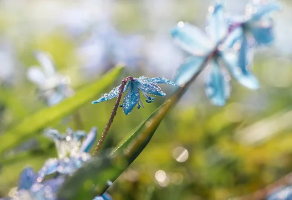 Blauwe Bloesem Bloemen Voorjaar Sneeuwklokjes Scilla Squill Soft Focus Natuur — Stockfoto