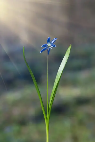 Çiçek Açan Mavi Çiçek Bahar Kar Damlası Scilla Squill Yumuşak — Stok fotoğraf