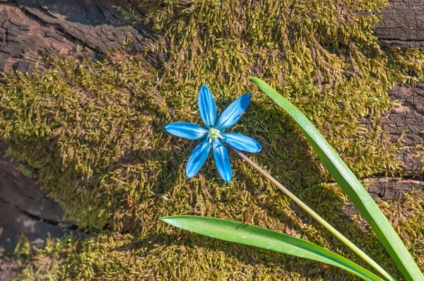 Blue Blossom Flowers Spring Snowdrops Scilla Squill Soft Focus Nature — Stock Photo, Image