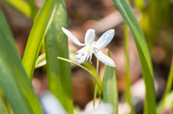 Kvetoucí Bílá Květina Jarní Sněžení Scilla Squill Měkké Zaměření Příroda — Stock fotografie