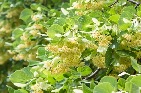 Flores Florescendo Madeira Tília Árvore Usado Para Preparação Chá Cura — Fotografia de Stock