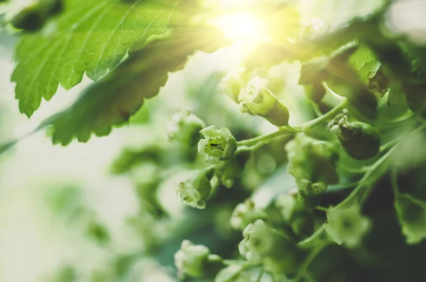 Flowers Black Currant Closeup Agricultural Spring Background — Stock Photo, Image