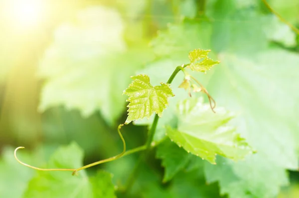 Dolci Giovani Foglie Uva Verde Baffi Sulla Vite Primavera Primo — Foto Stock