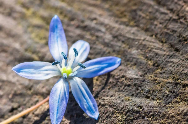 Modré Květy Květinové Jaro Sněhové Kapky Scilla Squill Měkké Zaměření — Stock fotografie