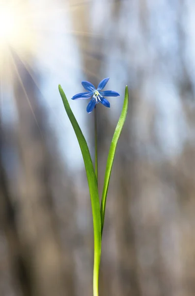 Çiçek Açan Mavi Çiçek Bahar Kar Damlası Scilla Squill Yumuşak — Stok fotoğraf