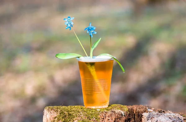 Och Blå Blomma Våren Snödroppar Scilla Squill Mjuk Fokus Natur — Stockfoto