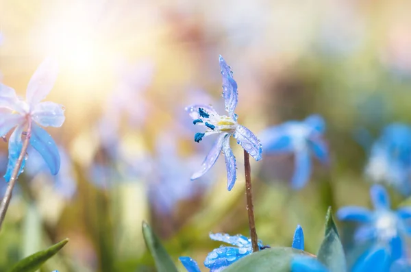 Blaublütige Blüten Frühling Schneeglöckchen Scilla Squill Soft Focus Hintergrund Natur — Stockfoto