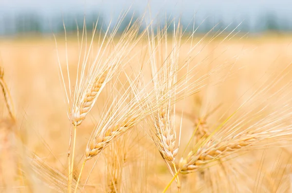 Органічні Золоті Стиглі Вуха Пшениці Полі Який Фокус Крупним Планом — стокове фото