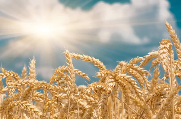 Золотые Колосья Пшеницы Против Голубого Неба Облаков Мягкий Фокус Крупный — стоковое фото