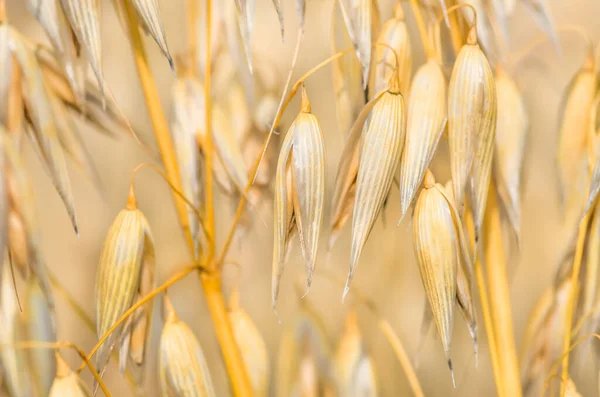 Orejas Maduras Doradas Orgánicas Avena Campo Enfoque Suave Primer Plano — Foto de Stock