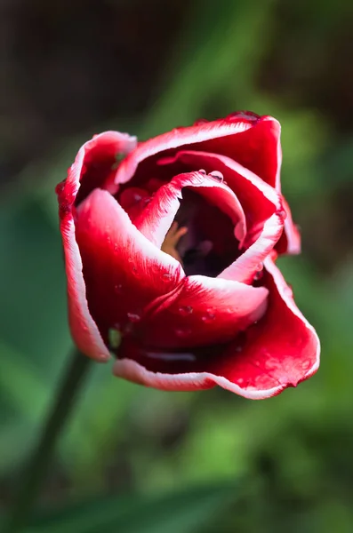Skupina Červených Tulipánů Parku Detailní Záběr Jarní Krajina — Stock fotografie