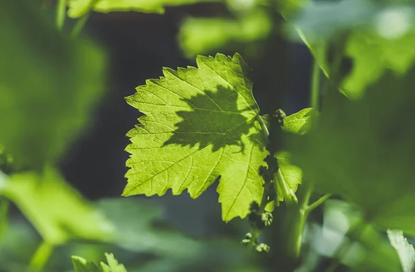 Flower buds and leaves of shoots grapevine spring, agriculture nature background — Stock Image Flower Buds Leaves Shoots Grapevine Spring Agriculture Nature Background Stock Image