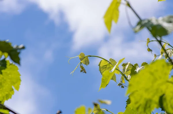 Young green tender leaves of grapes on a background of blue sky and clouds in spring — Stock Image Young Green Tender Leaves Grapes Background Blue Sky Clouds Spring Stock Image