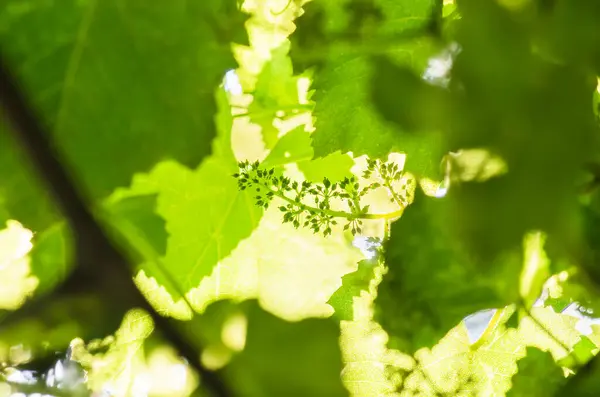 Flower buds and leaves of shoots grapevine spring, agriculture nature background — Stock Image Flower Buds Leaves Shoots Grapevine Spring Agriculture Nature Background Stock Image