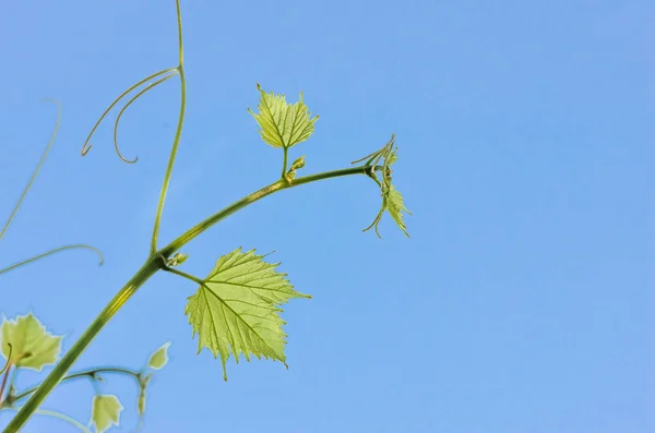 Young green tender leaves of grapes on a background of blue sky in spring — Stock Image Young Green Tender Leaves Grapes Background Blue Sky Spring Royalty Free Stock Photos