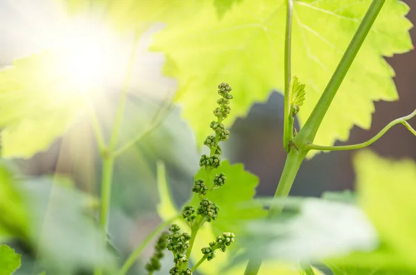 Flower buds and leaves of shoots grapevine spring, agriculture nature background — Stock Image Flower Buds Leaves Shoots Grapevine Spring Agriculture Nature Background Stock Image