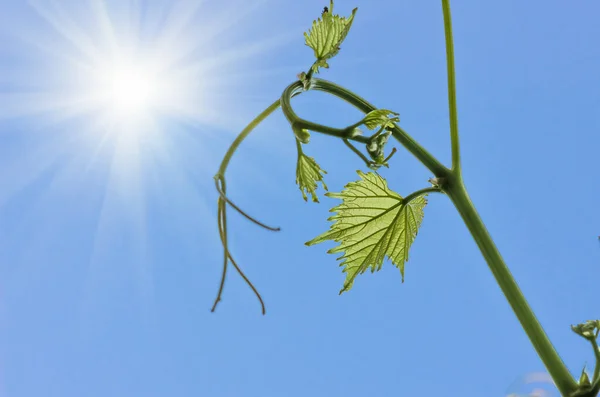 Young green tender leaves of grapes on a background of blue sky in spring — Stock Image Young Green Tender Leaves Grapes Background Blue Sky Spring Stock Photo