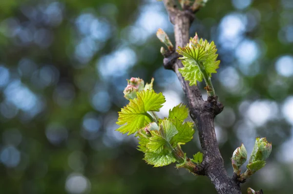 Young green tender shoots and leaves of grapes on the vine in the spring — Stock Image Young Green Tender Shoots Leaves Grapes Vine Spring Stock Image