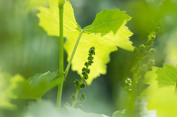 Flower buds and leaves of shoots grapevine spring, agriculture nature background — Stock Image Flower Buds Leaves Shoots Grapevine Spring Agriculture Nature Background Stock Picture