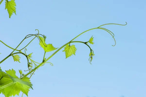 Young green tender leaves of grapes on a background of blue sky in spring — Stock Image Young Green Tender Leaves Grapes Background Blue Sky Spring Royalty Free Stock Photos