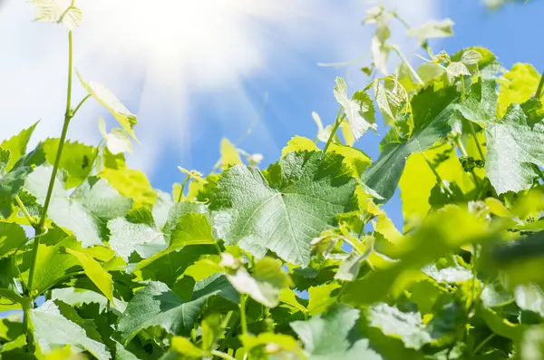 Young green tender leaves of grapes on a background of blue sky and clouds in spring — Stock Image Young Green Tender Leaves Grapes Background Blue Sky Clouds Spring Royalty Free Stock Photos