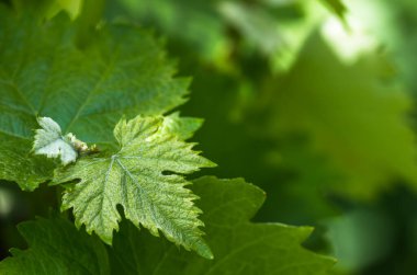Baharda taze yeşil üzüm yaprakları, yakın plan, doğal arka plan.
