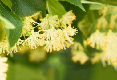 Çiçekler açan ıhlamur ağacı ağacı çayı, doğal arka plan, bahar hazırlamak için kullanılır.