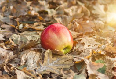 Kuru sonbaharda yerde yatan kırmızı elma tarımın arka planını terk eder.
