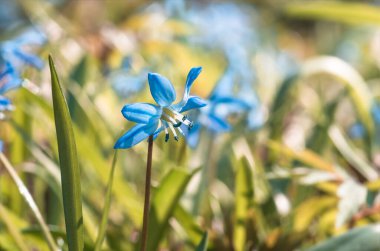 Mavi çiçek ilkbaharda kar damlaları Scilla Squill Yumuşak odak noktası. doğa arkaplanı.