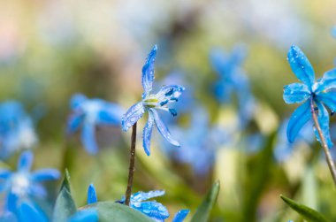 Mavi çiçek ilkbaharda kar damlaları Scilla Squill Yumuşak odak noktası. doğa arkaplanı.