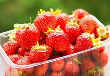 Taze, kırmızı organik çilekler. Plastik bir kutunun içinde. Yeşil doğal bir arka plan üzerine yakın plan.