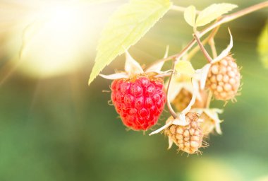 Ahududu, organik, kırmızıya boyanmış çalılar, ekin, bahçe, yiyecek, tarım geçmişi