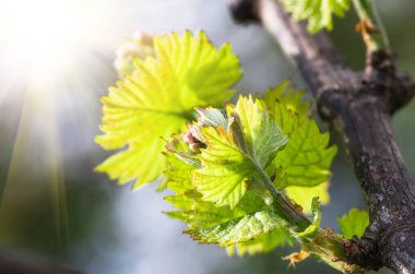 Genç yeşil filizler ve üzüm yaprakları baharda sarmaşıkta.